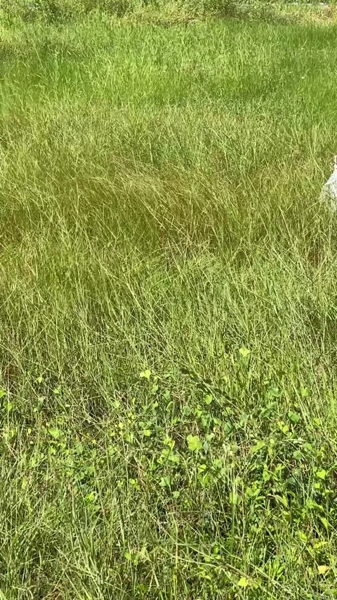 Green Grass Field in the Warm Summer Wind Stock Footage 289513632