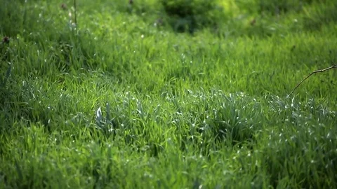 Green grass field in the wind Stock Footage 74313280