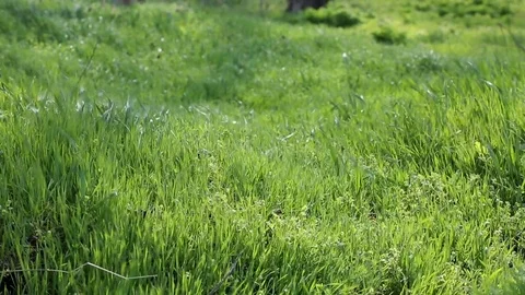 Green grass field in the wind Stock Footage 74313568