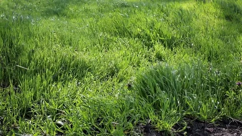 Green grass field in the wind Stock Footage 74313736