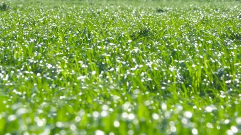 Green Grass Field in the Wind Stock Footage 75061552