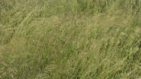 Green Grass Field On Wind. Stock Footage 91545585