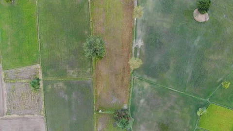 Green grass fields are square at top view video, 스톡 동영상 106515293