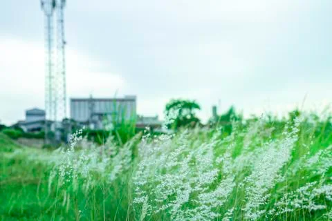 Green grass fields with blur background of industrial factory Stock Photos
