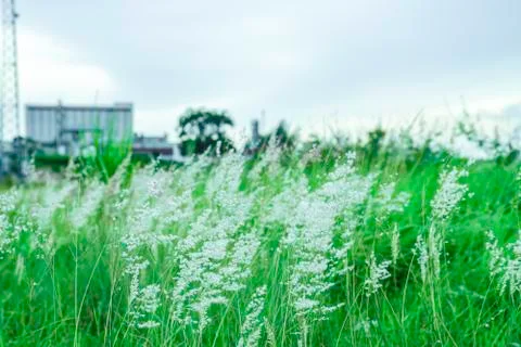 Green grass fields with blur background of industrial factory Stock Photos