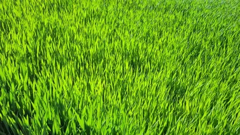 Green grass fields during spring, 4K Stock Footage 154610131