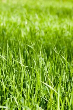 Green grass fields Stock Photos
