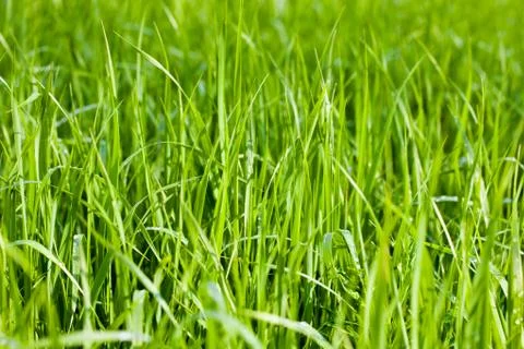 Green grass fields Stock Photos