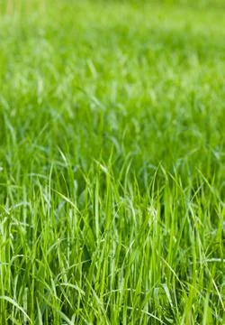 Green grass fields Stock Photos