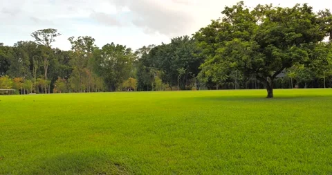 Green Grass Fields of Singapore Stock Footage 157704798