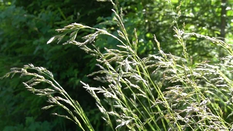 Green grass in a fild Stock Footage 111305048