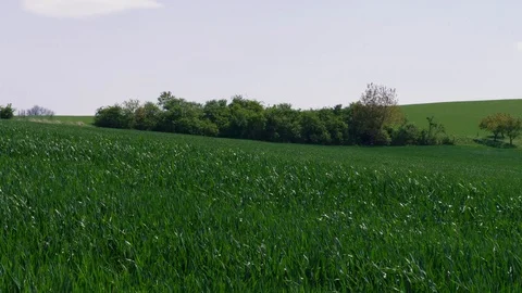Green grass filed and trees at sunny windy day, nature Stock Footage 108176113