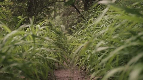 Green Grass on Floor of a Mountain Forest Stock Footage 145886873