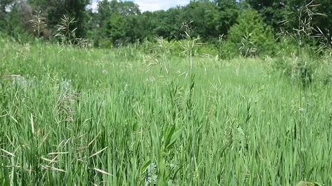 Green grass flower blowing in the wind Vídeo Stock 156228930