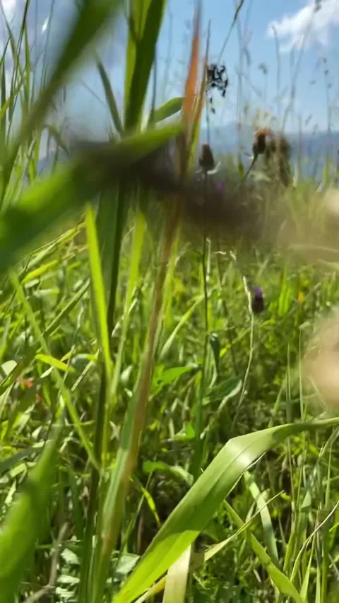 Green grass with flowers, clouds, blue sky, mountains, sunny day Stock-Footage 157785364
