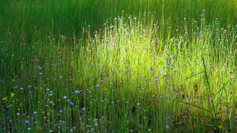 Green grass flowers in field Stock Footage 252336588