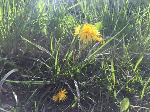 Green grass with flowers Stock Photos