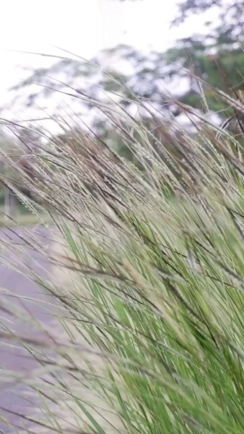 Green grass flowers swaying in the wind  Stock Footage 343547958
