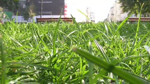 Green grass Stock Footage 246105