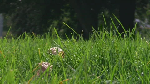 Green grass Stock Footage 267277
