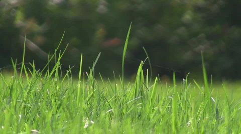 Green grass. Stock Footage 269092