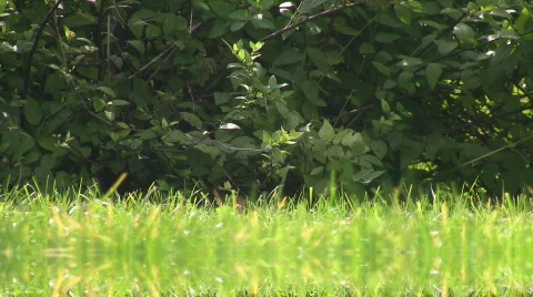 Green grass. 動画素材 269379