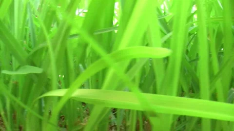 Green Grass  Видео 285717