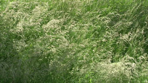 Green grass Stock Footage 448647