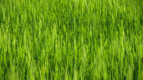 Green grass Stock-Footage 467785