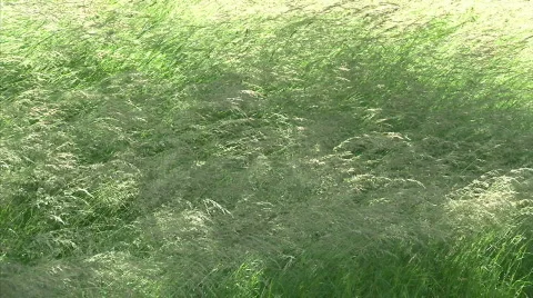 Green grass Stock Footage 477667
