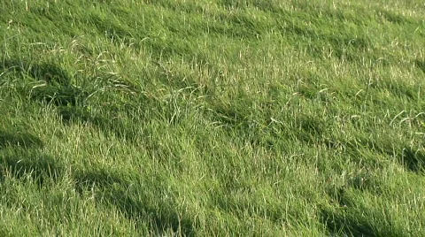 Green grass Stock Footage