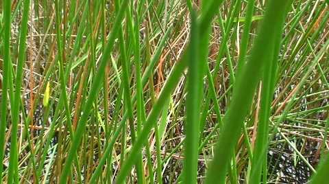 Green Grass Stock Footage 536523