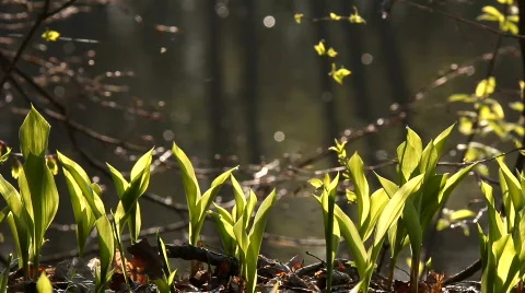 Green grass  Vídeos de archivo 708000