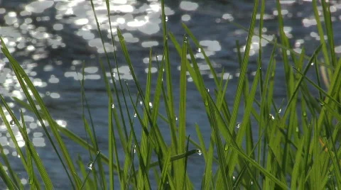 Green grass Vídeos de archivo 708307