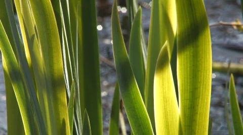 Green grass Video stock 708605