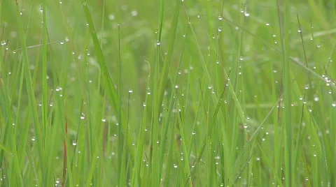 Green grass Stock-Footage 708656