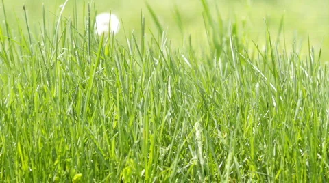 Green grass. Stock Footage 717752