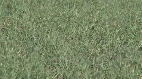 Green grass Stock Footage 864177