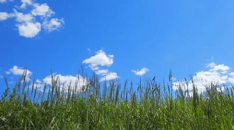 Green grass Video stock 1087083