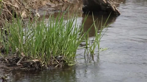 Green grass Stock Footage 3888990