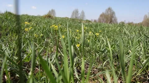 Green grass Vídeo Stock 5055375