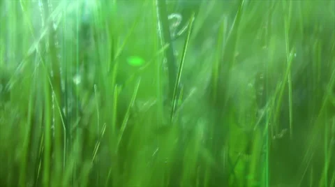 Green grass 動画素材 6529925