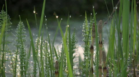 Green grass Video stock 6683179