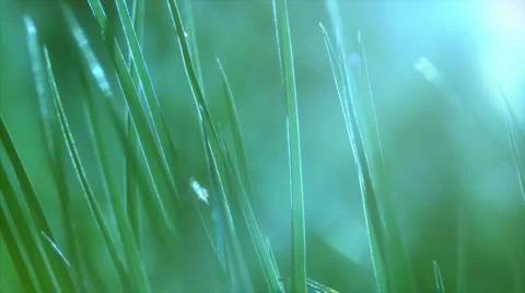Green grass Vidéo 6929896