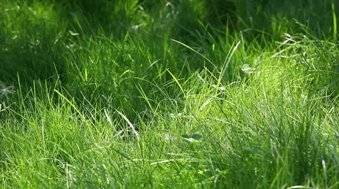 Green grass Stock Footage 8656859