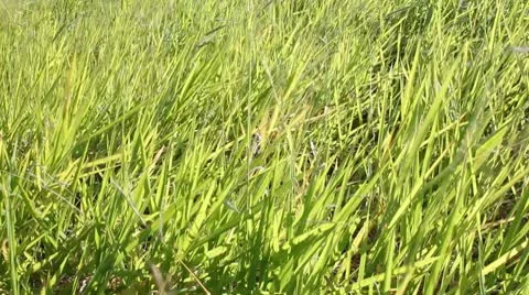 Green grass Stock Footage 9878513
