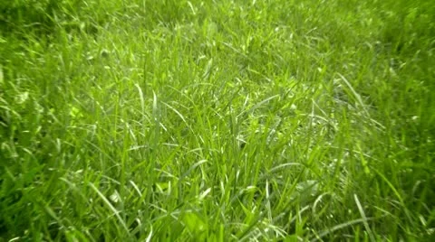 Green grass Video stock 10589445
