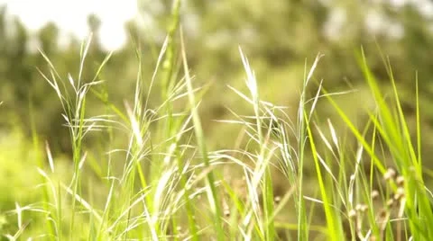 Green grass Stock Footage 10839102