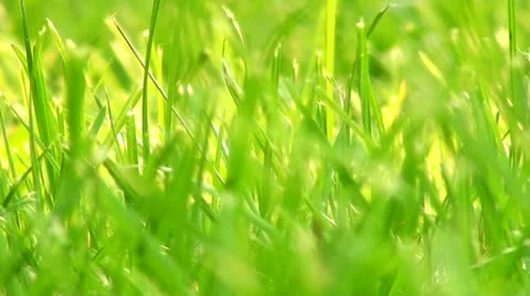 Green grass Stock Footage 10896440