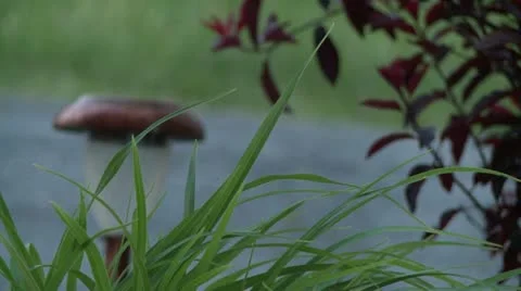 Green Grass Stock Footage 10922273